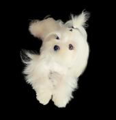 Femelle bichon avec pedigree