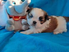 A rserver chiot mle shih-tzu lof