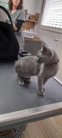 Chaton femelle nebelung