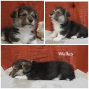 Bbs welsh corgi pembroke disponibles