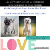 Magnifiques chiots cairn terrier