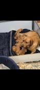 Chiots labrador fauves et redfox