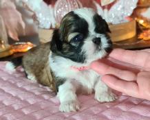 Adorables chiots shih-tzu