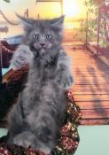 Chaton maine coon   nice ligne exceptionnelle