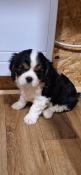 Chiots mles cavalier king charles spaniel