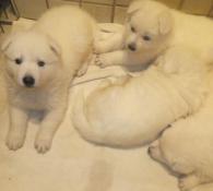 Chiots lof berger blanc suisse