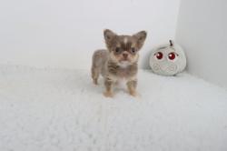 Chihuahua poil long lof