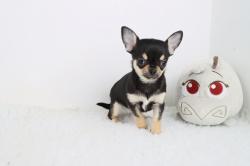 Chihuahua poil court lof