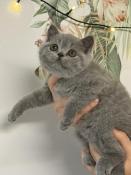 Chatons british shorthair couleur bleu