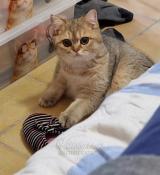 Trois chatons british shorthair loof