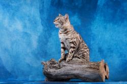 Chaton bengal brown rosettes  rserver 1