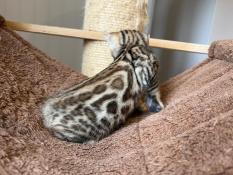 Magnifiques chatons bengal snow et brown