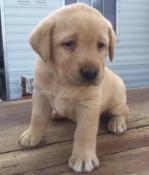 Magnifiques chiots labrador sable lof