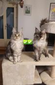 Maine coon chatons disponibles