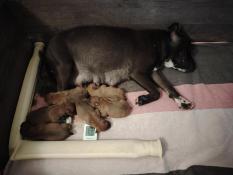 2 mles et 4 femelles stafforshire bull terriers dit staffys