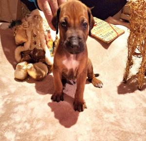 Chiot mle rhodesian ridgeback