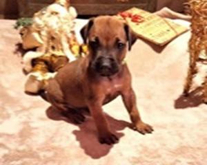 Chiot femelle rhodesian ridgeback