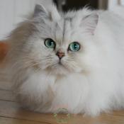 Chatte british longhair 4 ans