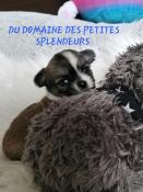 Chihuahua  poil long lof