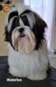 Superbe chiot shih-tzu lof