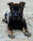 Magnifiques chiots berger allemand