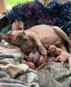 Chatons sphynx