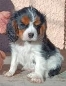 Mles cavalier king charles