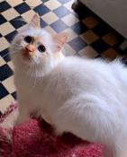 Warrior, chaton red point, sacr de birmanie disponible