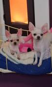 Chiot chihuahua poil court