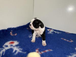 Chiot femelle boston terrier