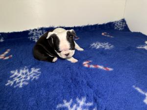 Chiot femelle boston terrier