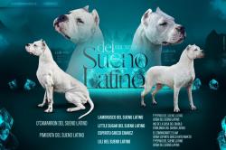 Chiots dogues argentins lof