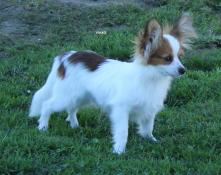 Chiots lof pagneul papillon