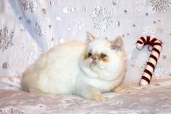 Chatons loof persan/exotic shorthair