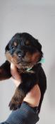 Chiots beaucerons lof disponibles