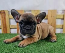 Chiots bouledogue franais lof