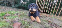 Chiots rottweiler  lof