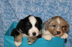 Chiots bergers amricains miniatures de slection lof