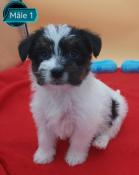 Chiots jack russell lof