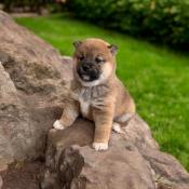 Chiots shiba inu