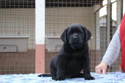 Superbes chiots labradors lof