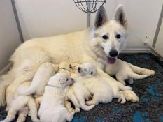 Chiots berger blanc suisse  rserver