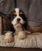 Chiot cavalier king charles