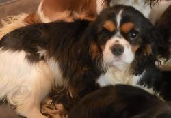 Cavalier king charles de 7 mois