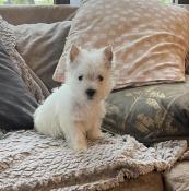 Bbes scottish terrier lof