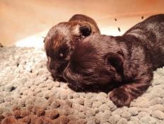 Adorables chiots scottish terrier