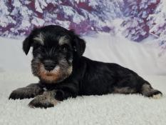 Chiots schnauzer nain lof