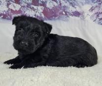 Chiots scottish terrier lof