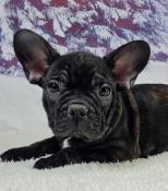 Chiots bouledogue franais lof