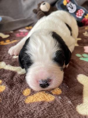 Chiot femelle landseer (type continental europen)